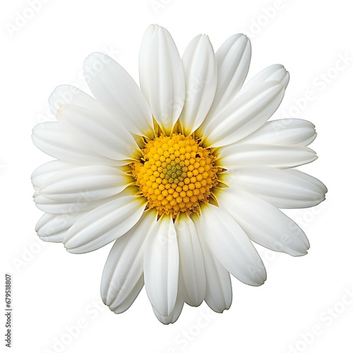 White daisy flower isolated on white background © Nam