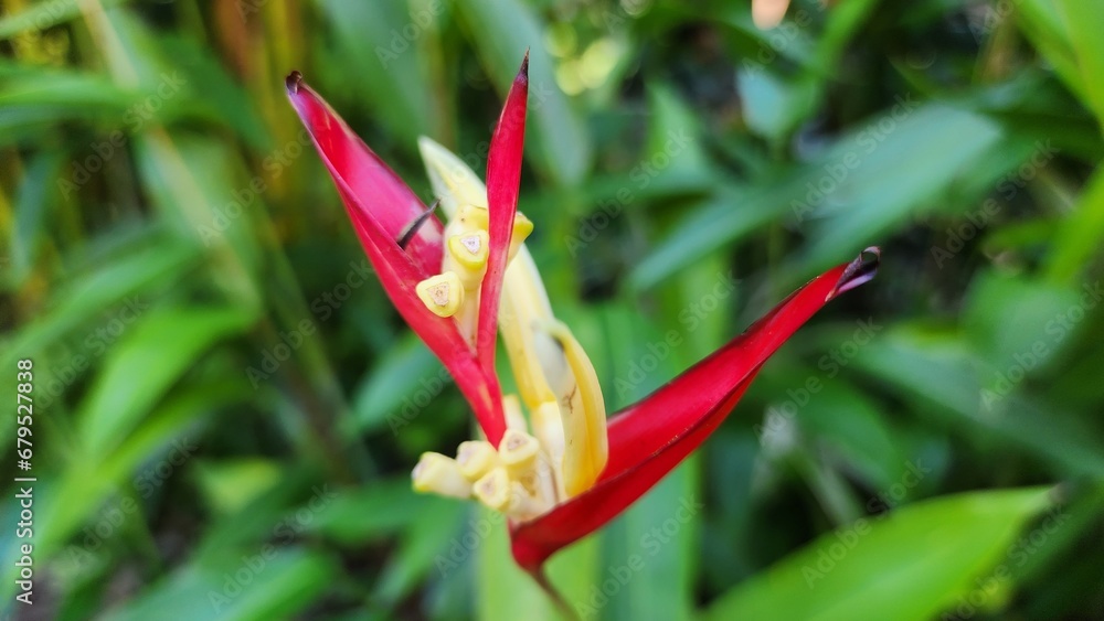 Obraz premium Orchid Flower