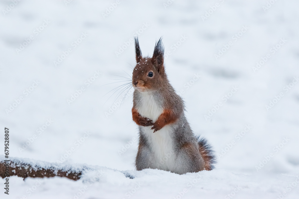 rred squirrel stands on its hind legs in the snow in winter rred squirrel stands on its hind legs in the snow in winter