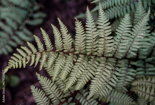Wallpaper Mural Intricate Close-up of Fern Frond Torontodigital.ca
