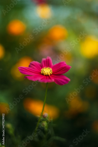 Pink Cosmo flower in garden