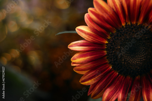 Chocolate Sunflower with golden bokeh background