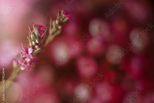 Closeup of pink flowers with pink background