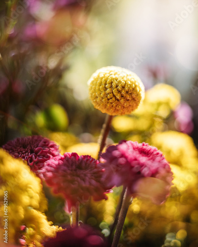 Yellow and Pink Bouquet with Sunflare