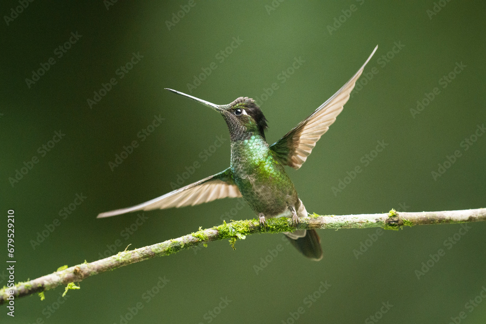 Fototapeta premium Green-crowned Brilliant Hummingbird About to Fly