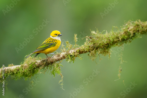 Silver-throated tanager Standing on a Moss-covered Branch