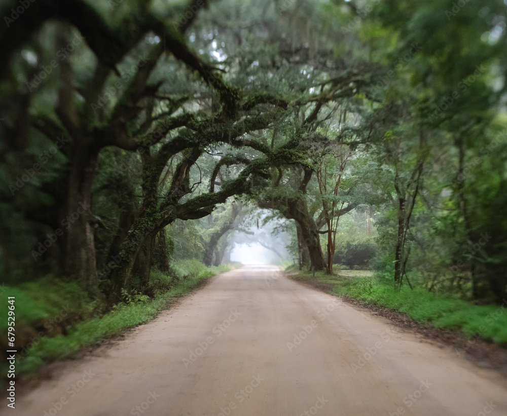 Naklejka premium Oak Tree tunnel road to Botany Bay Plantation in Edisto Island