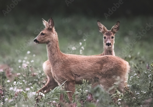 Two roe deer (Capreolus capreolus) in the field © Cavan