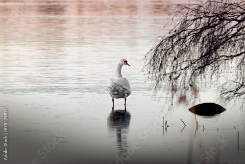 Fototapeta Naklejka Na Ścianę i Meble -  swan is standing on a lake