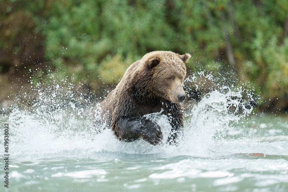 Brown Bear (Grizzly) Lunging for Salmon Brown Bear (Grizzly) Lunging for Salmon