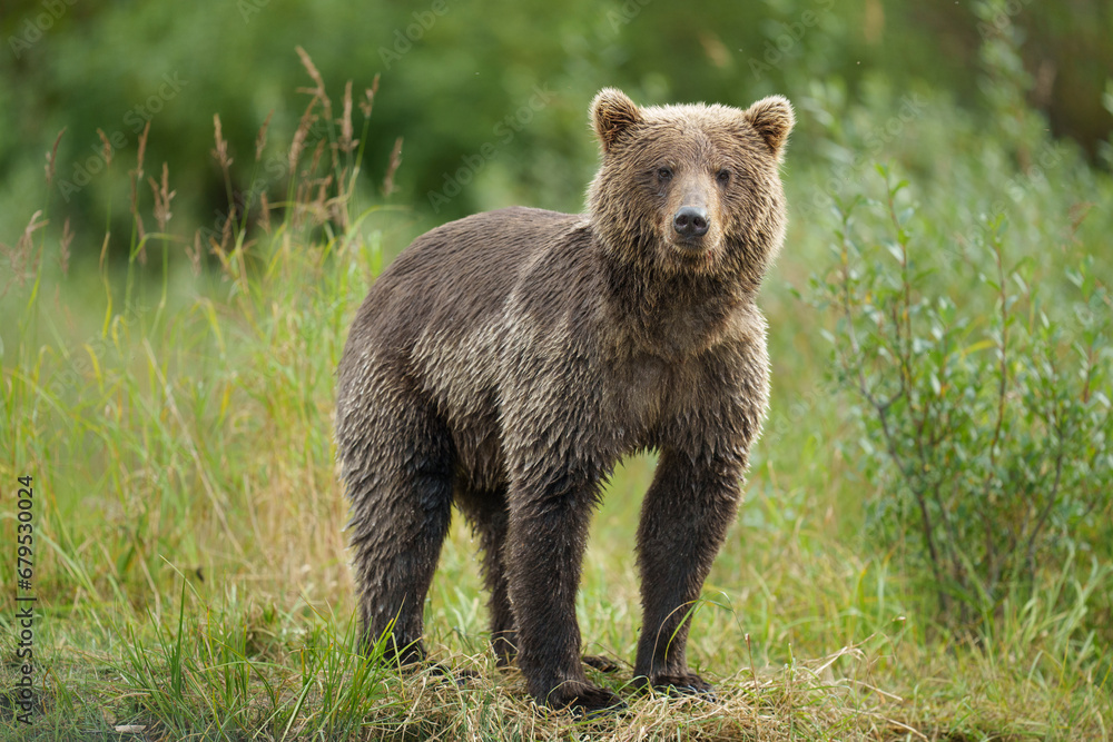Fototapeta premium Brown Bear in National Park Fishing