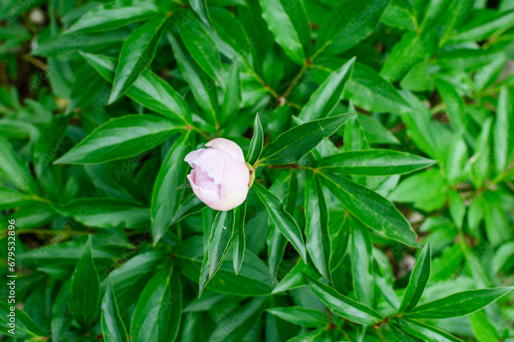 One small delicate light pink peony flower bud in direct sunlight, in a garden in a sunny summer day, beautiful outdoor floral background photographed with selective focus. One small delicate light pink peony flower bud in direct sunlight, in a garden in a sunny summer day, beautiful outdoor floral background photographed with selective focus.