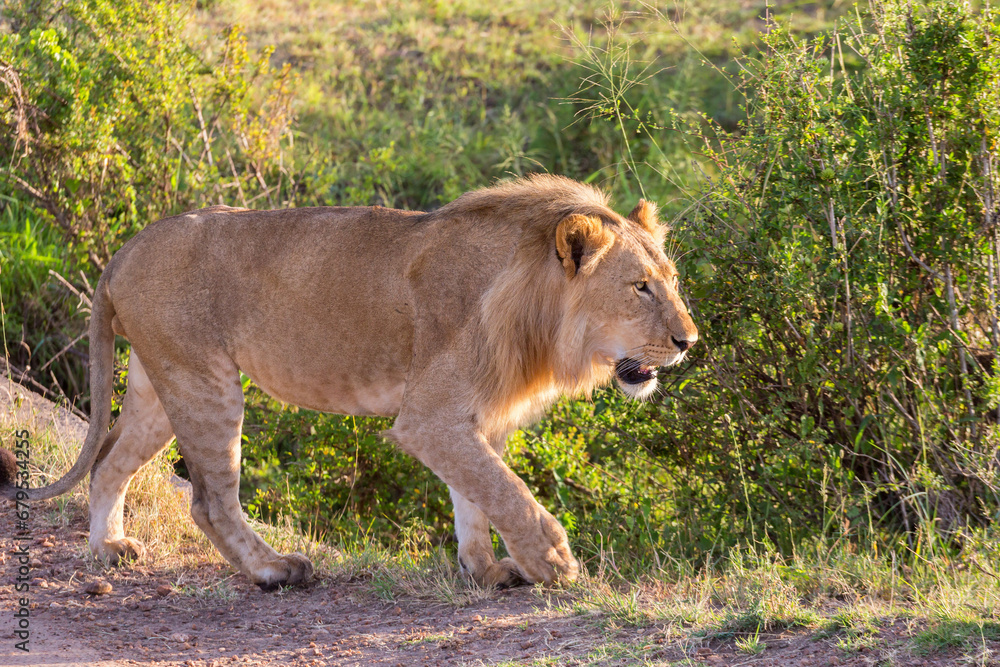Male lion walking at a bush on the savannah Male lion walking at a bush on the savannah