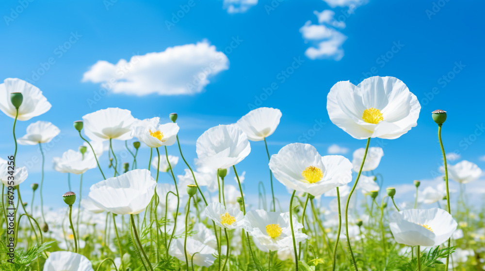 Field of white poppies