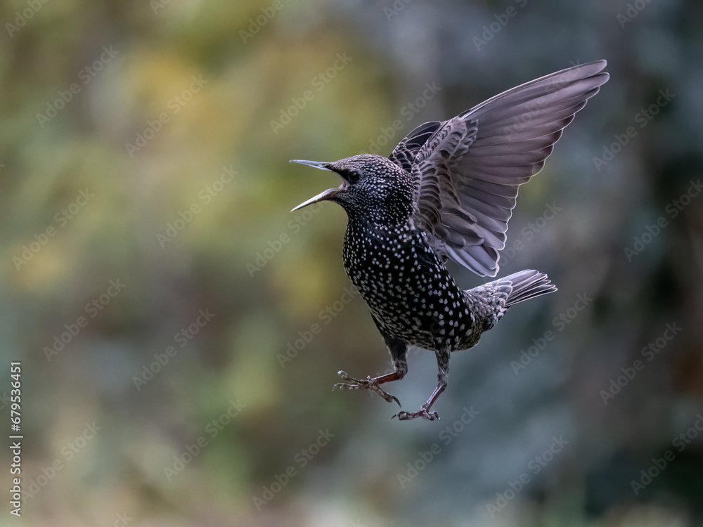 Fototapeta premium Star (Sturnus vulgaris)