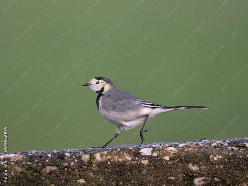 Naklejka premium Bachstelze&nbsp;(Motacilla alba)