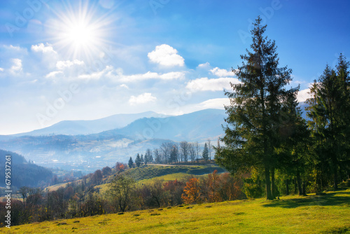 mountainous landscape in autumn. trees on the grassy hills. beautiful outdoor scenery of carpathian countryside