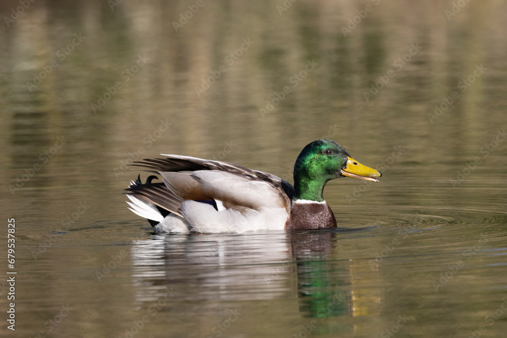Fototapeta premium Stockente (Anas platyrhynchos)
