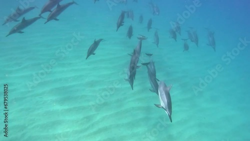 Slow motion video of wild Spinner Dolphins, Hawaii photo