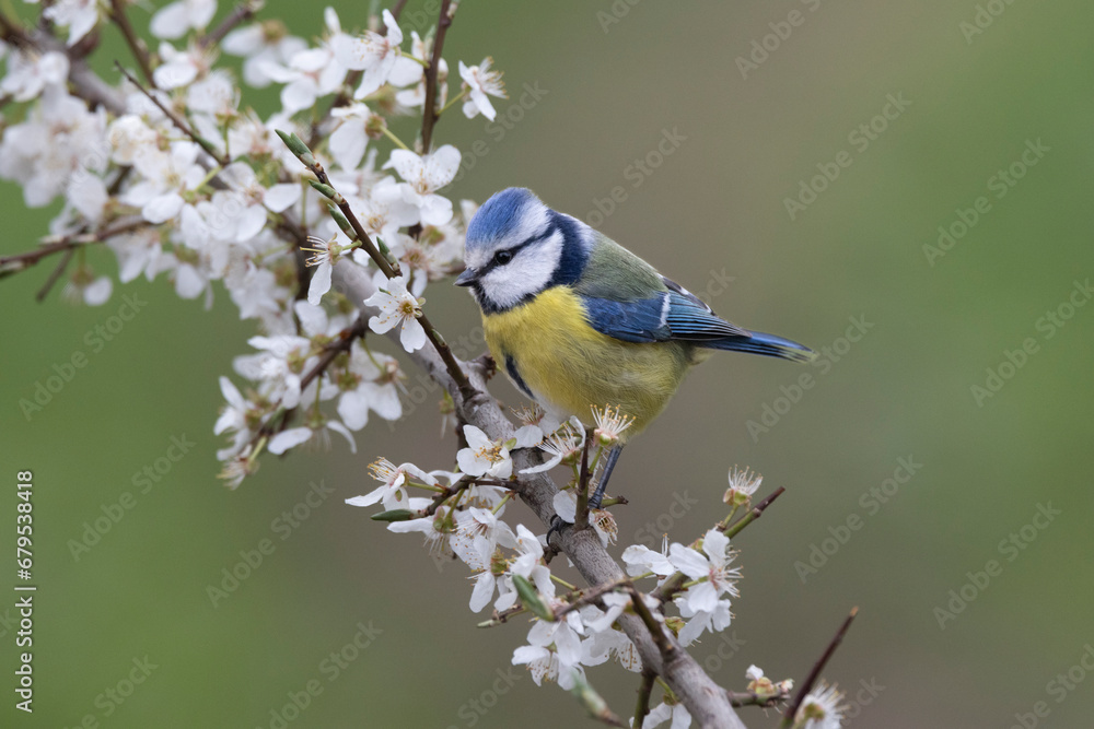 Fototapeta premium Blaumeise&nbsp;(Cyanistes caeruleu)