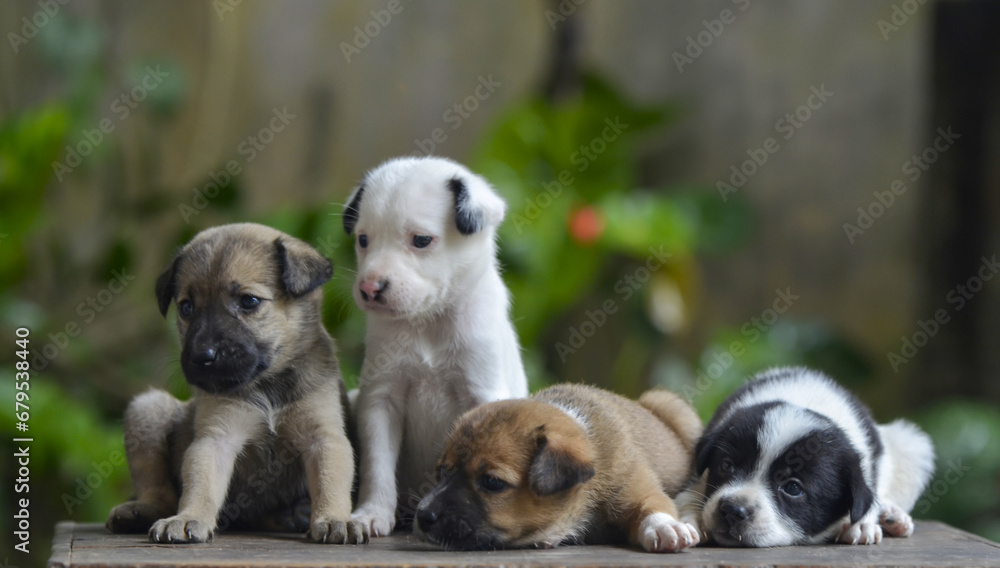 Obraz premium group of dogs sitting on the floor