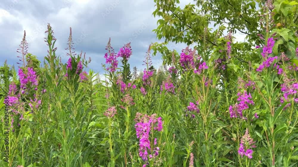 Pink blooming cabbage, kiprei or ivan tea on a field among herbs on a sunny summer day. Background of nature. Recreation and tourism in Udmurtia. Untouched germination. Epilobia. Wildflowers 4K