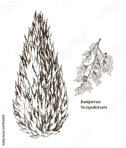 Juniperus scopulorum hand drawn tree and branch