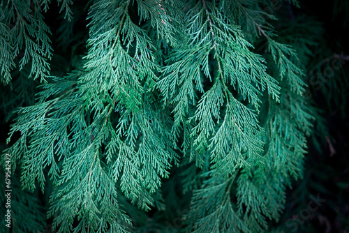 Close up of fir branches, christmas narural background. photo