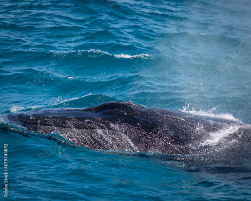 Humpback Whale breath
