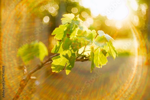 branch of vine leaves with incredibly beautiful sunshine