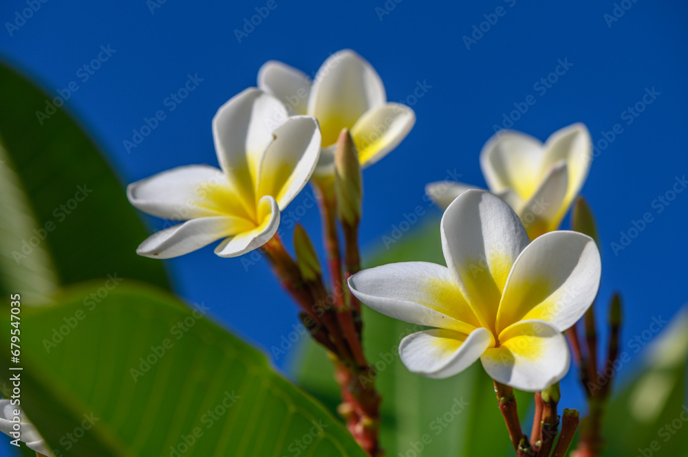 Fototapeta premium white plumeria flowers on the island of Cyprus 5