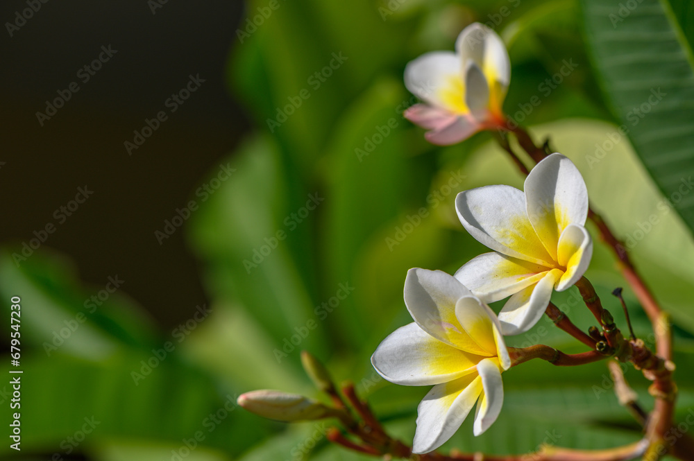 white plumeria flowers on the island of Cyprus 4