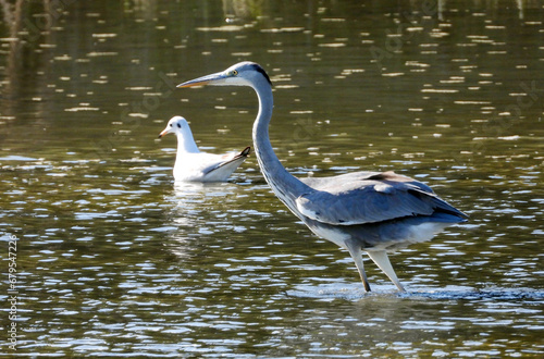 the grey heron standing in the water and fishing