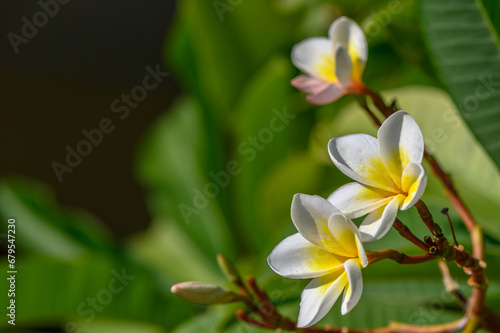 white plumeria flowers on the island of Cyprus 4