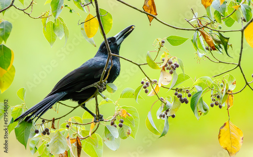 A Black Butcherbird, usually a meat eater, feeding on berries in tropical Queensland in Australia.