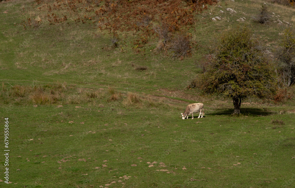 Obraz premium Domesticated cow gazing on grassland in a green meadow in autumn. Greek farmland