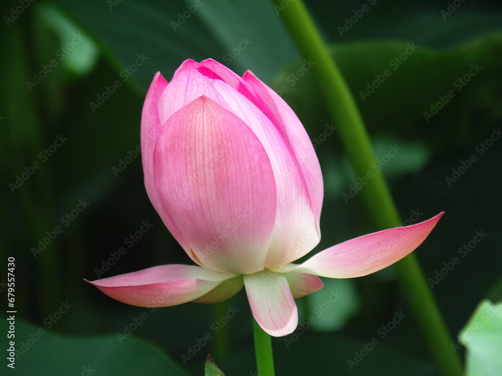 一輪のピンクの蓮の花