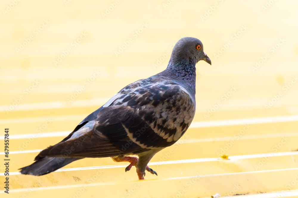 Obraz premium The pigeon on the roof