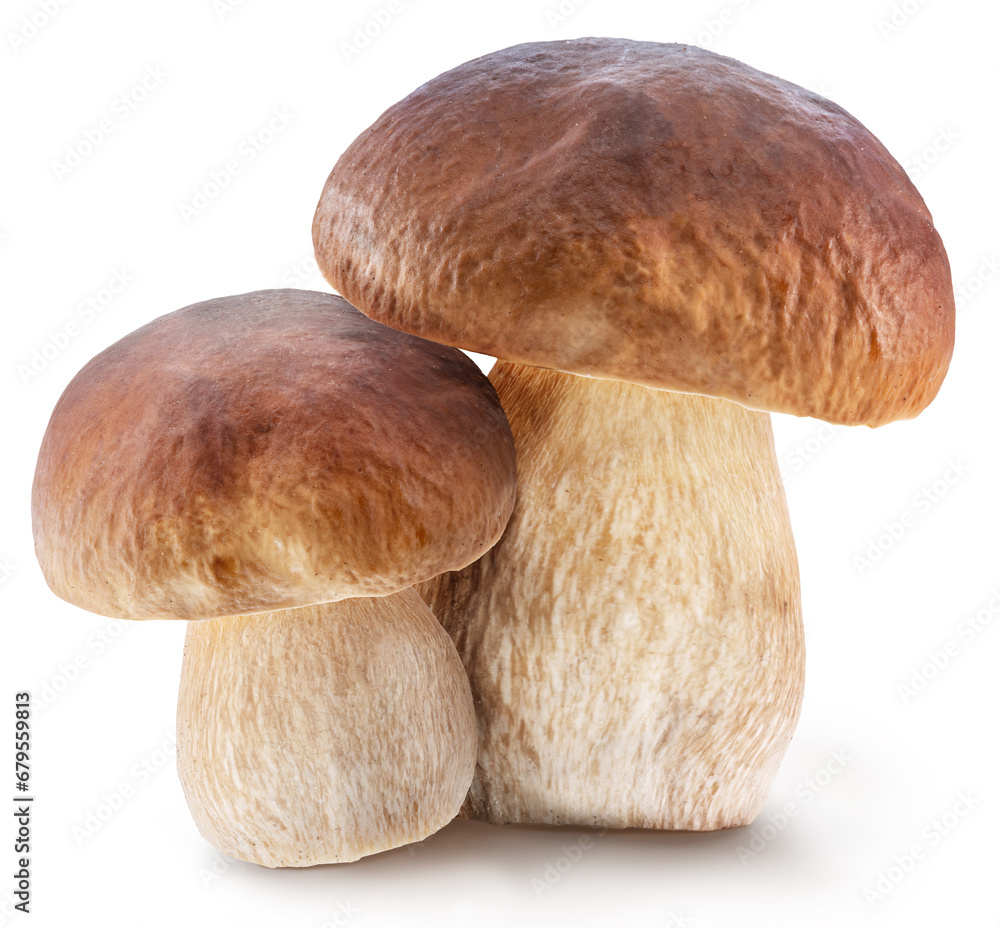 Porcini mushrooms on white background. File contains clipping path. Porcini mushrooms on white background. File contains clipping path.