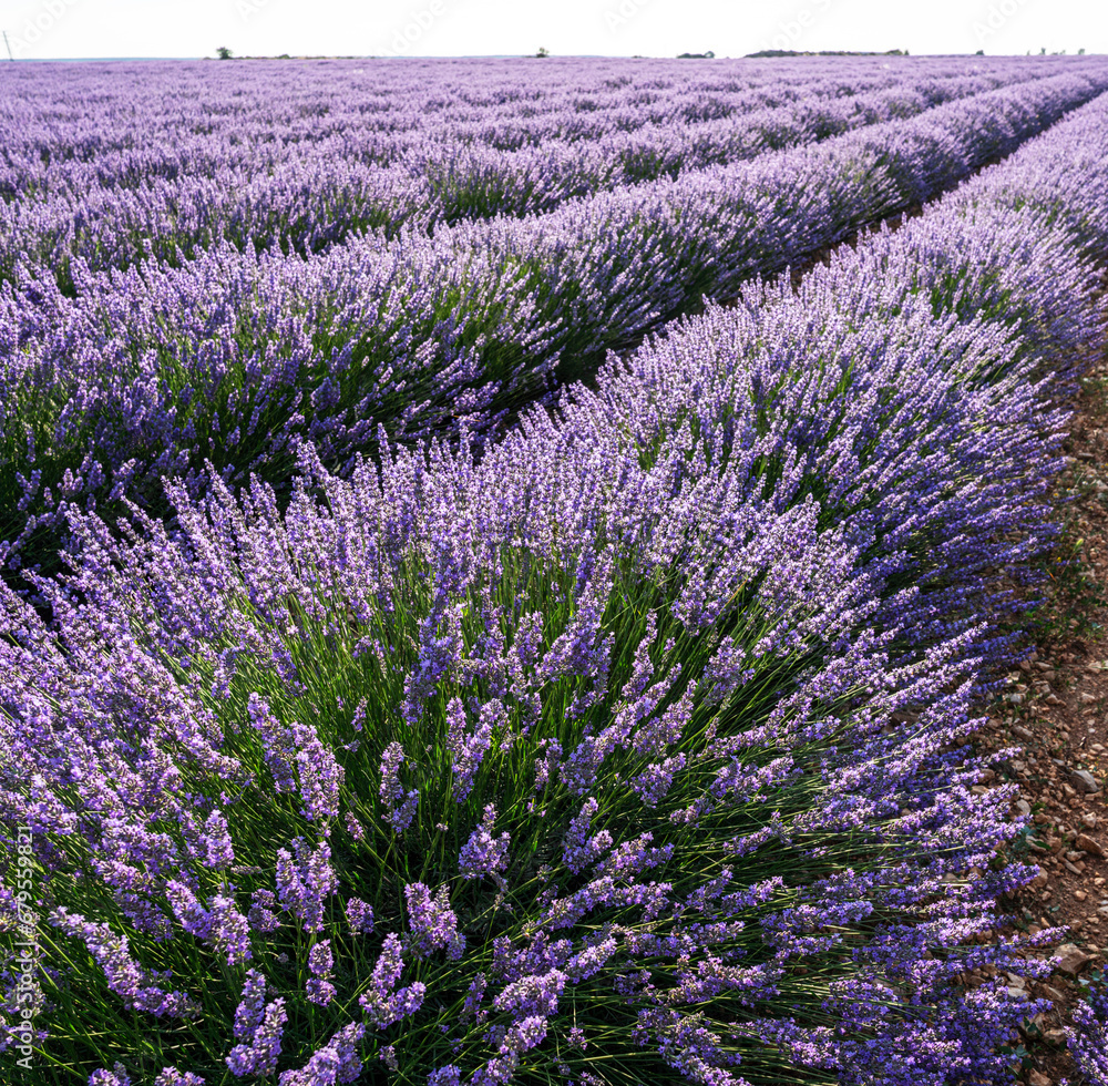 Obraz premium Lavender field in blossom. Rows of lavender bushes stretching to the skyline. Stunning sky at the background. Brihuega, Spain.