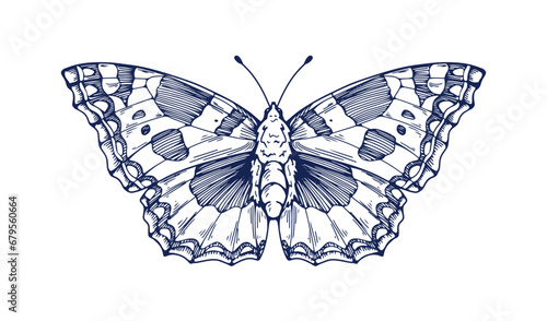 Vintage butterfly drawing. Detailed engraved moth, Aglais urticae sketch in old retro style. Hand-drawn insect. Handdrawn small tortoiseshell. Vector graphic illustration isolated on white background photo