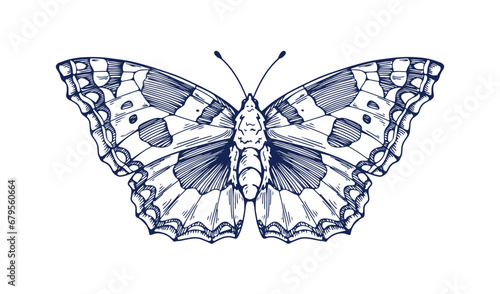 Vintage butterfly drawing. Detailed engraved moth, Aglais urticae sketch in o...