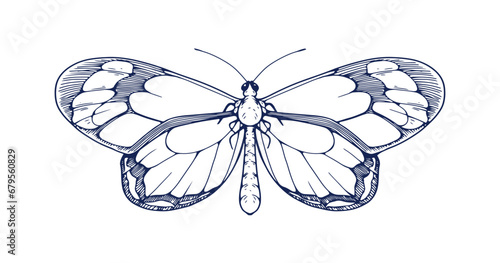 Butterfly, vintage ink drawing. Outlined detailed etched engraved Greta Oto in retro style. Hand-drawn insect, outlined moth. Handdrawn vector graphic illustration isolated on white background photo