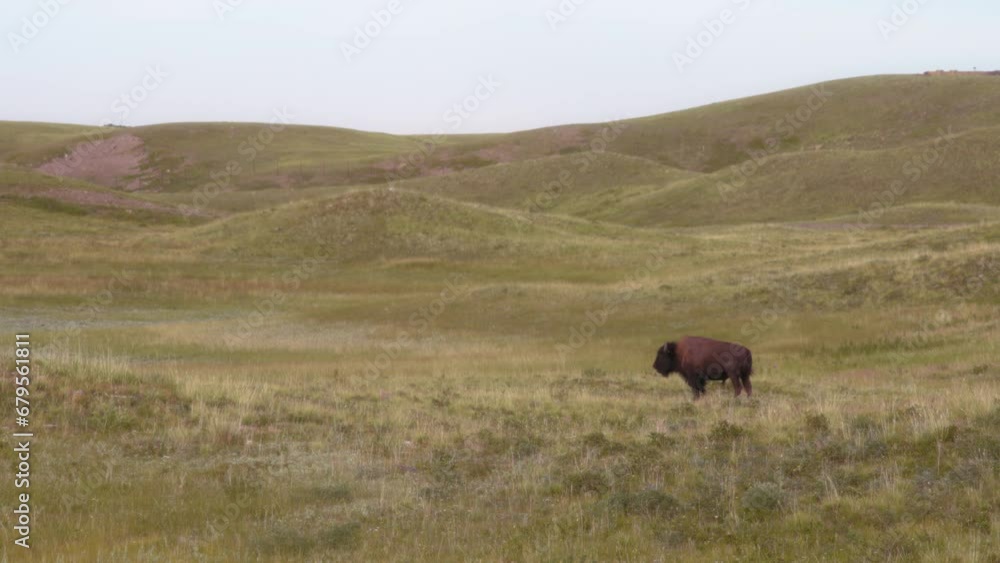 Lone buffalo grazing on the meadow near Waterton Lakes National Park, Canada. Lone buffalo grazing on the meadow near Waterton Lakes National Park, Canada.