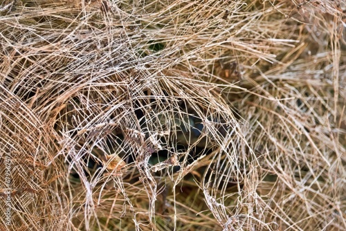 Close-up of Palm Tree fibres, a natural background resembling a nest.