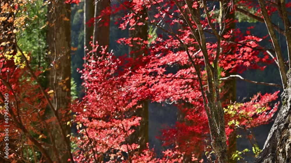 Autumn red leaves Animation of Iroha-momiji with reddish leaves Autumn red leaves Animation of Iroha-momiji with reddish leaves