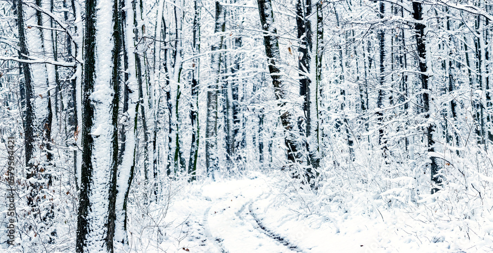 Fototapeta premium Winter forest with snow-covered trees and a road between the trees