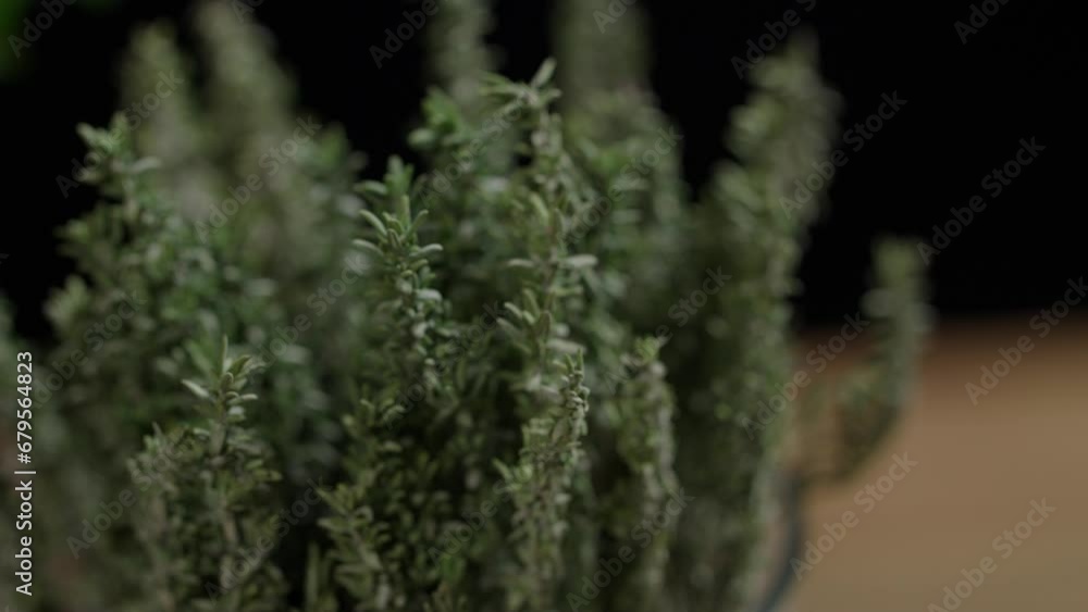Shifting focus of fresh thyme sprigs in a jar. Black background, nobody. Shifting focus of fresh thyme sprigs in a jar. Black background, nobody.