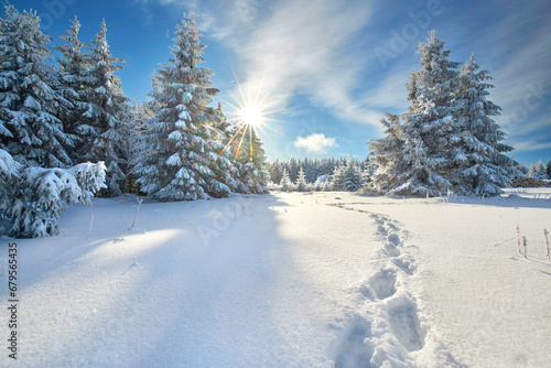 Schnee mit Fußspuren im Wald photo