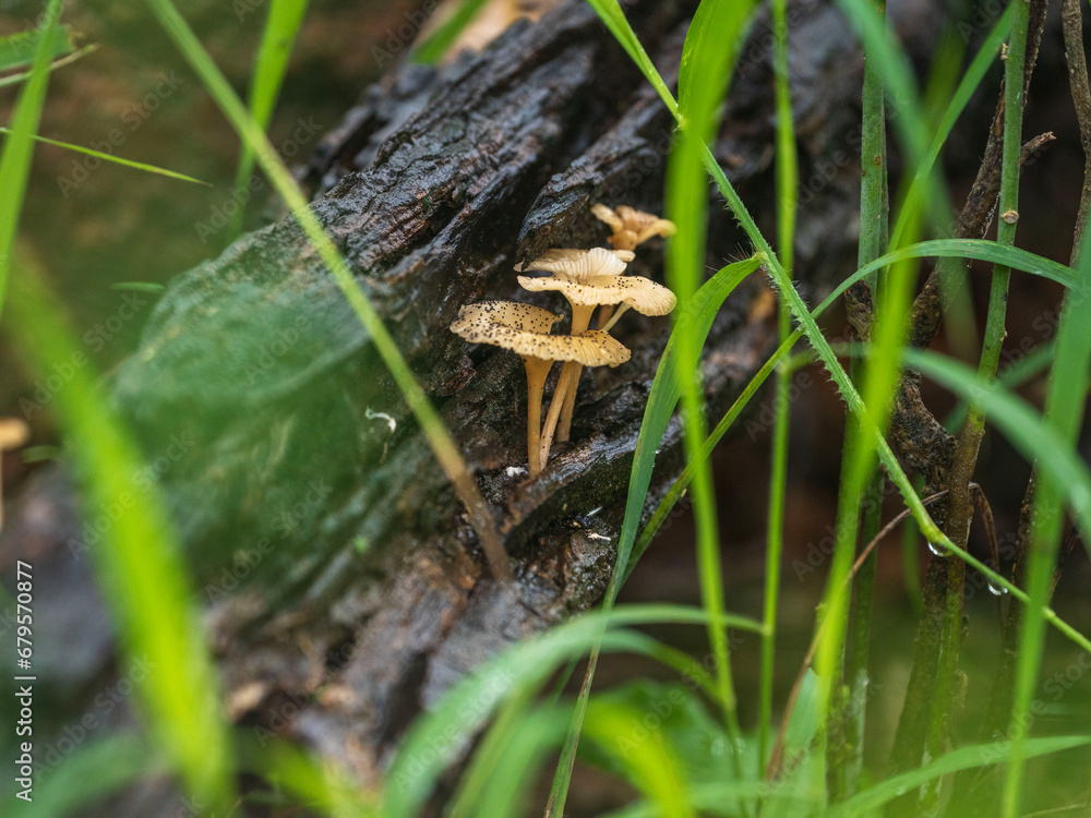 Naklejka premium gods own country kerala india nature